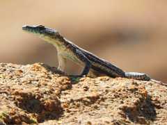 Platysaurus orientalis