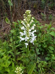 Platanthera blephariglottis blephariglottis