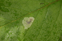 Calycomyza flavinotum