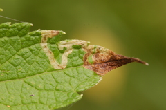 Liriomyza carphephori