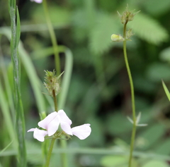 Tephrosia spicata