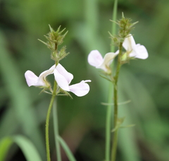 Tephrosia spicata
