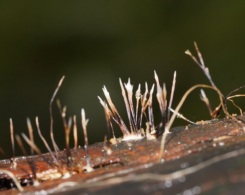 Xylaria filiformis