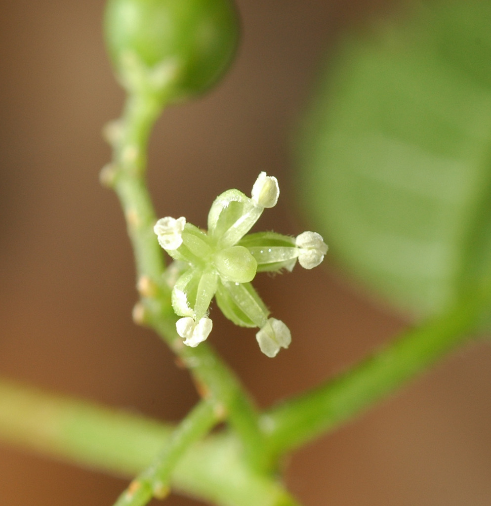 Trema cannabina (Flora Singapore List T) · iNaturalist