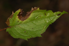 Sumitrosis inaequalis