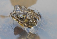 Rhinella humboldti
