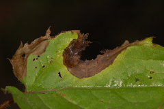 Sumitrosis inaequalis