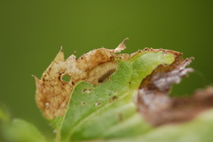 Sumitrosis inaequalis