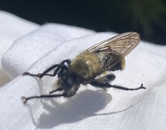 Laphria divisor