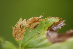 Sumitrosis inaequalis