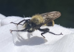 Laphria divisor