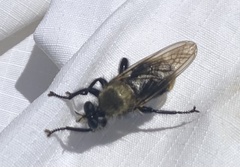 Laphria divisor
