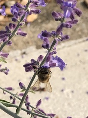Apis mellifera