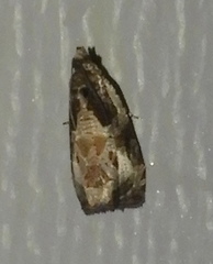 Olethreutes connectum