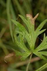 Phytomyza aldrichi