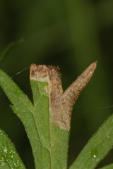 Phytomyza aldrichi