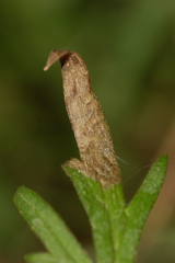 Phytomyza aldrichi