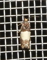 Epiblema tripartitana