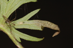 Phytomyza aldrichi