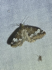 Perizoma alchemillata