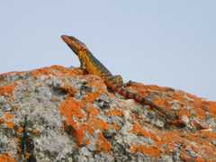 Pseudocordylus melanotus