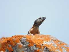 Pseudocordylus melanotus