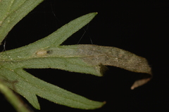 Phytomyza aldrichi