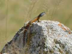 Pseudocordylus melanotus