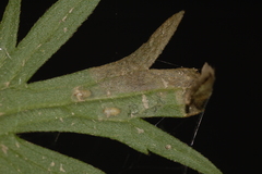 Phytomyza aldrichi