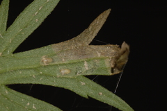 Phytomyza aldrichi