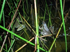 Lithobates vaillanti