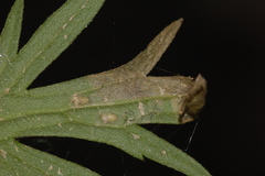 Phytomyza aldrichi