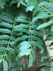 Gleditsia triacanthos