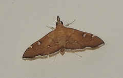 Protonoceras capitalis