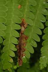 Chirosia filicis