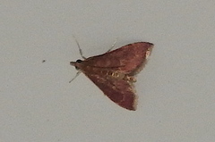 Pyrausta signatalis
