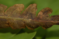 Chirosia filicis