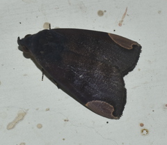 Chrysopera combinans