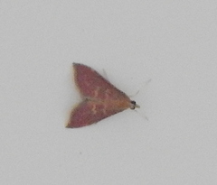 Pyrausta signatalis