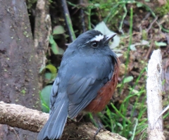 Ochthoeca cinnamomeiventris