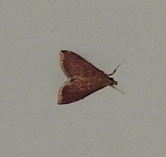 Pyrausta signatalis