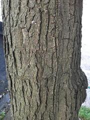 Gleditsia triacanthos