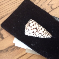 Conus marmoreus