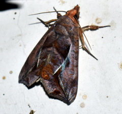 Oraesia emarginata
