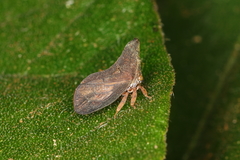Lycoderes