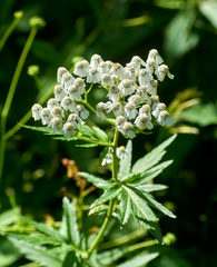 Achillea macrophylla