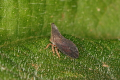 Lycoderes