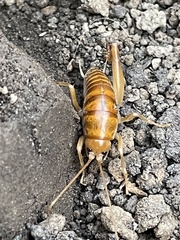 Ceuthophilus hesperus