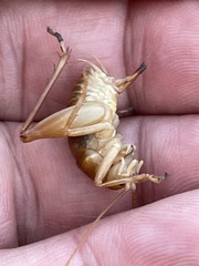 Ceuthophilus hesperus