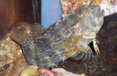 Chasmodes bosquianus
